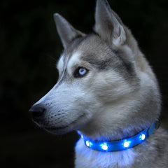 Nylon LED Dog Collar for Night Safety and Anti-lost Flashing light