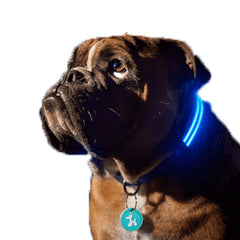 multi colour LED Flashing Lights Dog Collar